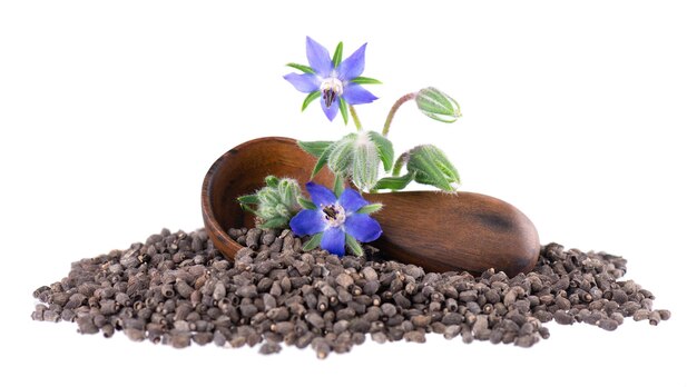 Foto semillas de borraja con flores en cuchara de madera aisladas sobre fondo blanco semillas de borrago officinalis