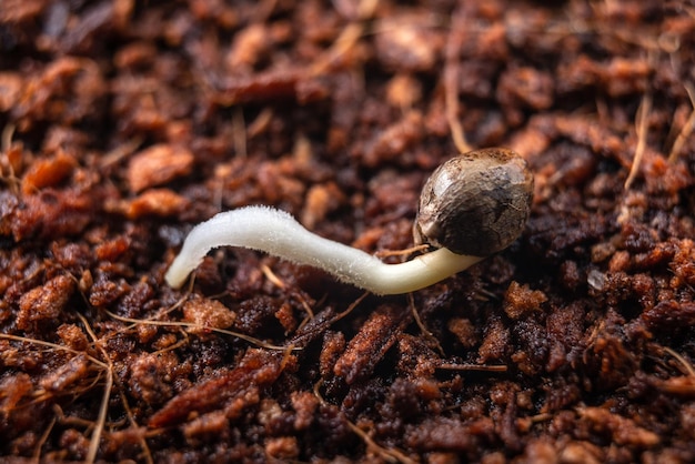 Semillas de brotes de cannabis