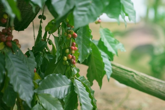 Semillas de café arábica