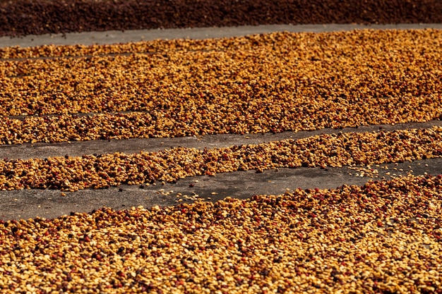 Semillas de café crudas secas entre la luz del sol en la mañana Finca cafetalera Boquete Panamá