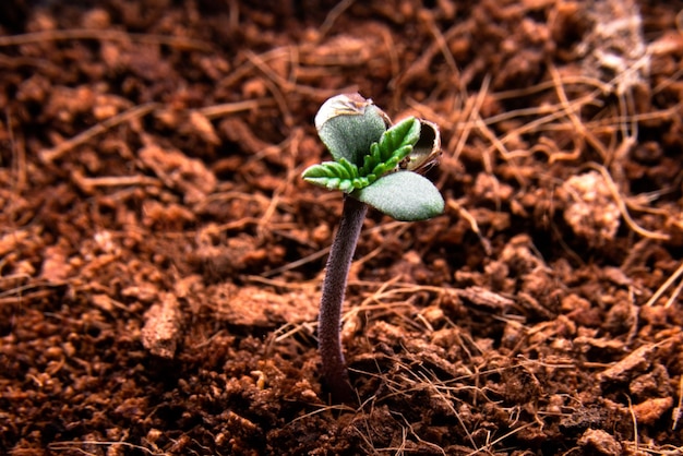 Semillas de cannabis que brotan de las plantas