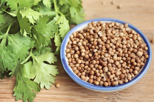 Semillas de cilantro y frescas.