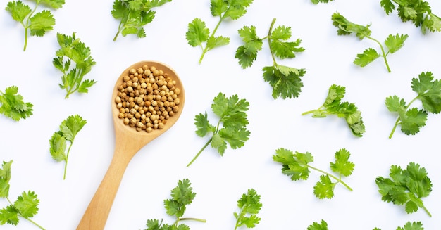 Semillas de cilantro con hojas frescas aisladas en blanco