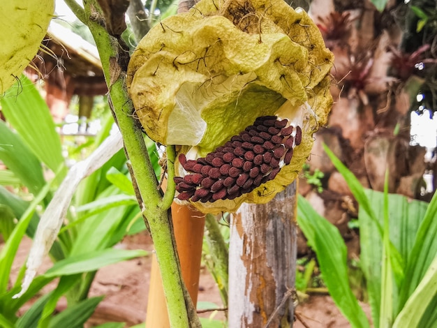 Semillas de Datura Metel en planta