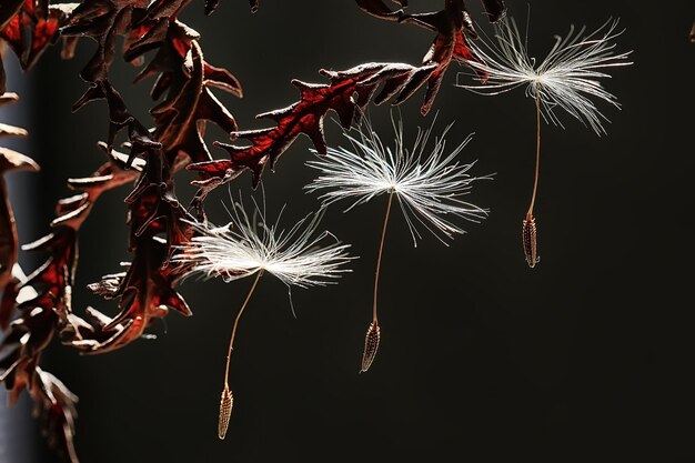 semillas de diente de león / composición macro hermosa con semillas de diente de león sobre un fondo oscuro