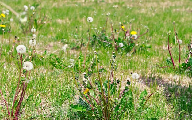 Las semillas del diente de león se esparcen sobre un campo verde