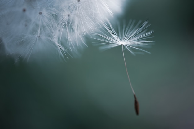 Foto semillas de diente de león en una flor