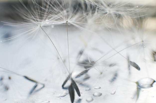 Semillas de diente de león con gotas de agua en un primer plano de fondo azul