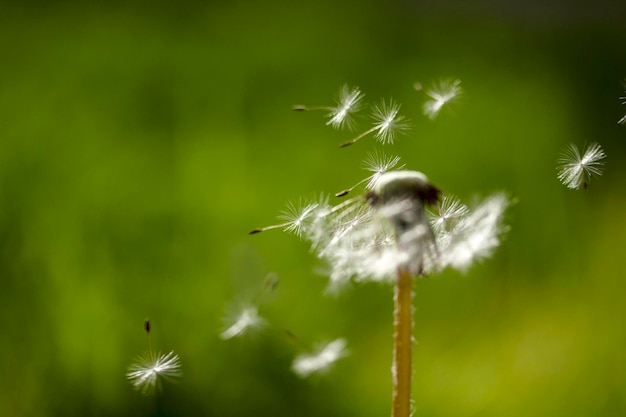 Semillas de diente de león en el jardín