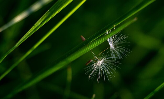 semillas de diente de león macro