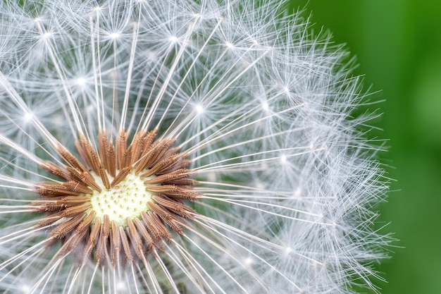 Semillas de diente de león sobre fondo verde