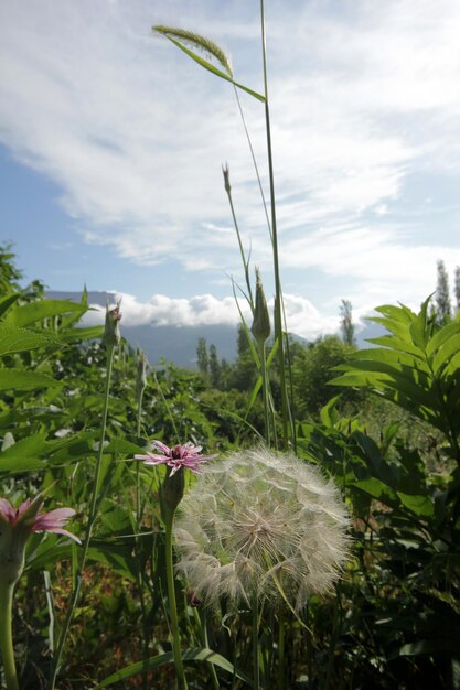 Semillas de diente de león y varias plantas Biodiversidad