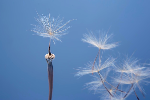 Semillas de diente de león volando junto a una flor sobre una botánica de fondo azul y la naturaleza de las flores