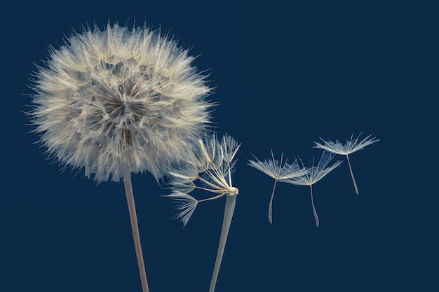 Semillas de diente de león volando junto a una flor sobre un fondo azul.