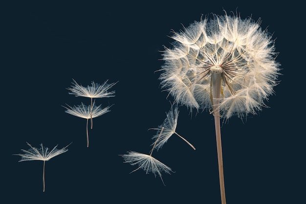 Las semillas de diente de león vuelan de una flor en un azul oscuro