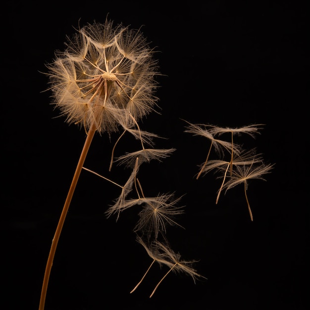 Las semillas de diente de león vuelan de una flor sobre un fondo oscuro botánica y propagación del crecimiento de la floración