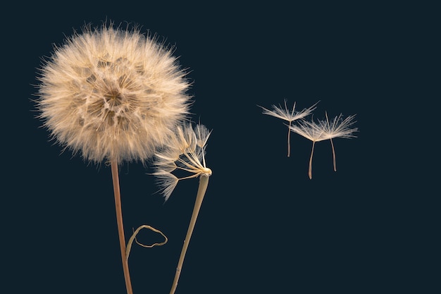 Las semillas de diente de león vuelan lejos de la flor en el viento