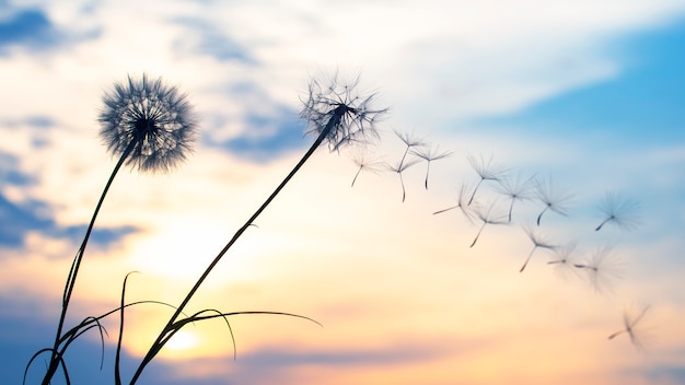 Foto las semillas de diente de león vuelan sobre el fondo del cielo del atardecer. botánica floral de la naturaleza