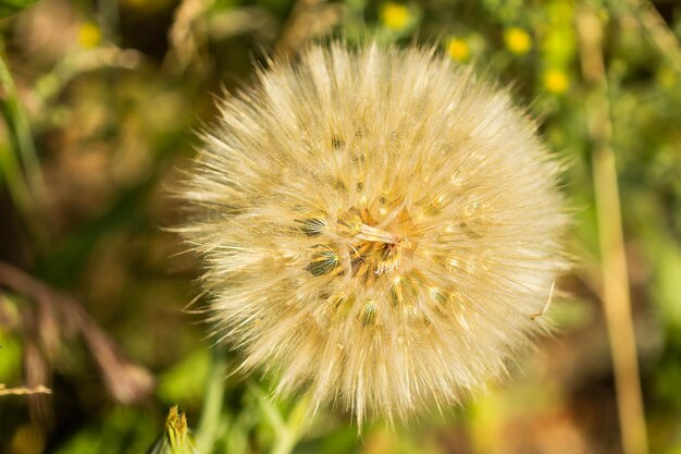 Semillas de flores de algodoncillo en primavera