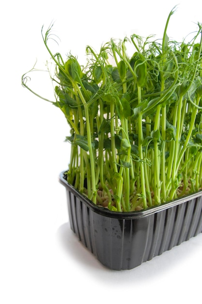 Semillas frescas de microgreens de guisante joven