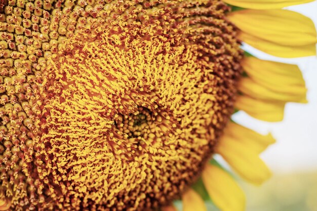 Semillas de girasol con cielo.