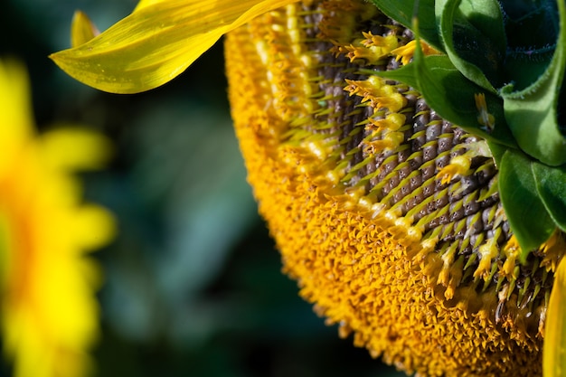 Semillas de girasol marchito en el campo en verano