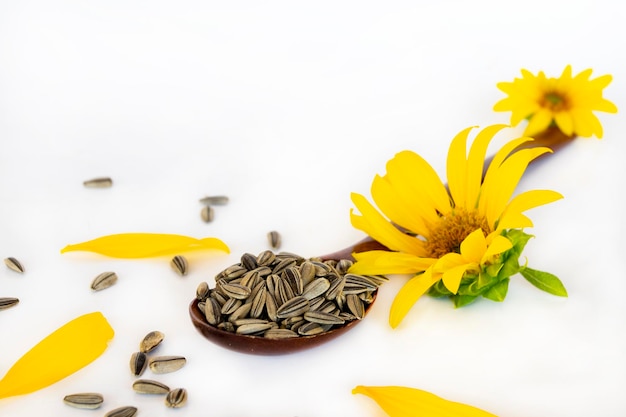 semillas de girasol preparar crecer con flores sobre fondo blanco