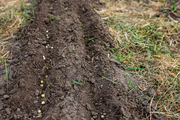 Semillas de guisante en el jardín en primavera Plantar guisantes en una granja respetuosa con el medio ambiente