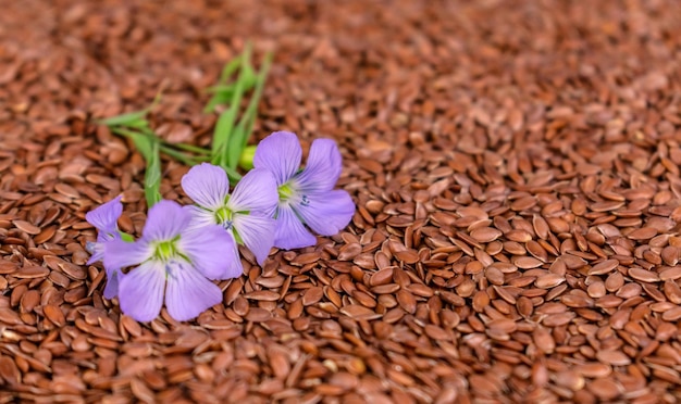 Semillas de lino útiles y flores de lino. Primer plano.