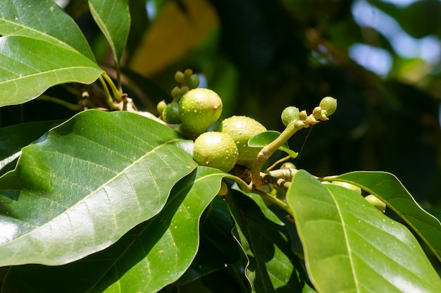 Semillas de Magnolia champaca o Michelia champaca en el árbol
