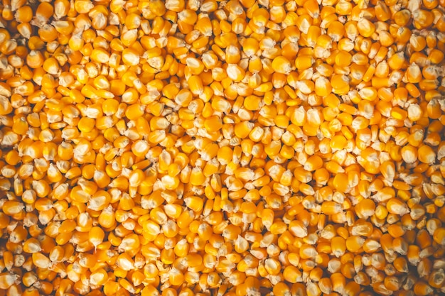Las semillas de maíz se secan al sol. Adecuado para artículos de fondo sobre agricultura.