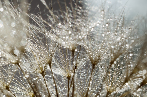 Semillas de maldita flor de barba, Tragopogon dubius o salsify. Abstracto natural