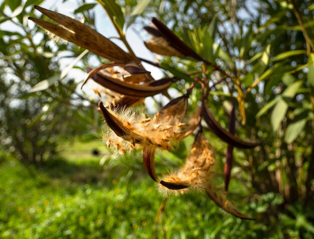 Semillas de Nerium oleander en una vaina en las ramas en Grecia