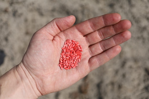 Semillas de pepino para plantar rojo en mano.