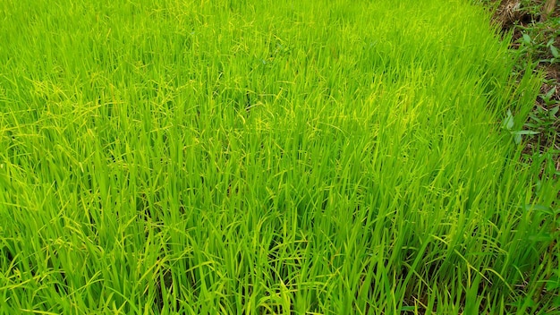 Semillas de plantas de arroz que aún son jóvenes y frescas