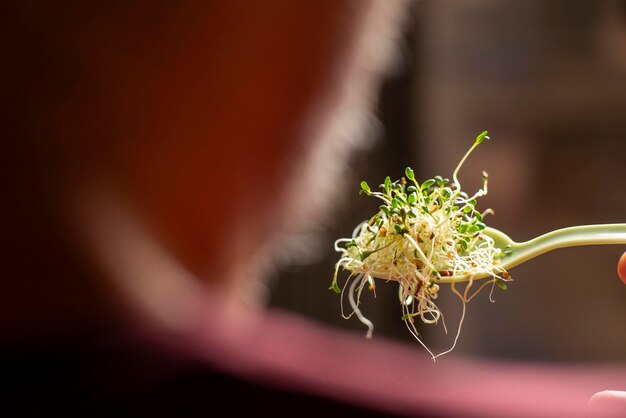 Foto semillas de rábano brotadas en una cuchara