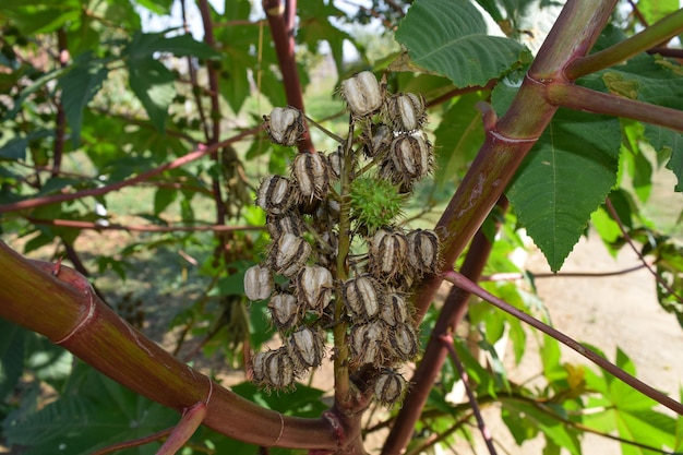 Semillas de ricino en el tallo La parte vegetativa de la planta de ricino