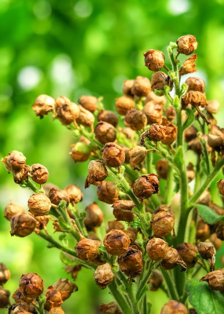 las semillas de tabaco maduras crecen en un arbusto de tabaco en una granja de tabaco. concepto de cultivo de tabaco