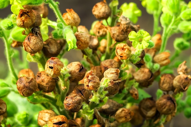 las semillas de tabaco maduras crecen en un arbusto de tabaco en una granja de tabaco. concepto de cultivo de tabaco