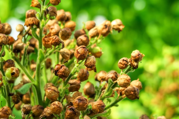 las semillas de tabaco maduras crecen en un arbusto de tabaco en una granja de tabaco. concepto de cultivo de tabaco