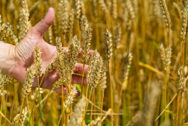 Semillas de trigo maduras amarillas en manos del hombre. Cosecha de cereales de grano agrícola.