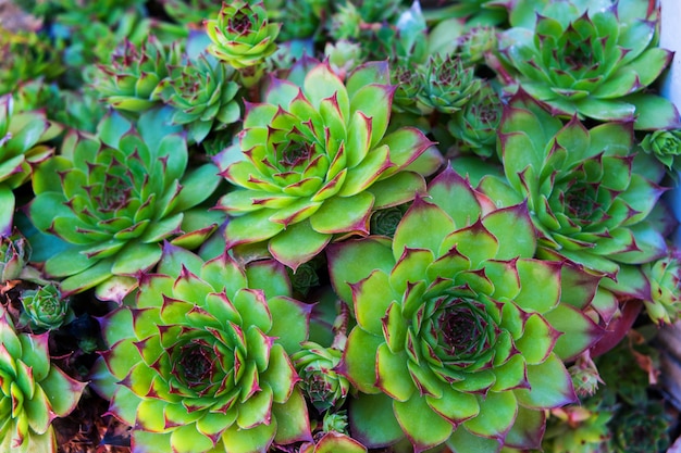 Sempervivum bando, um grupo de plantas suculentas em miniatura