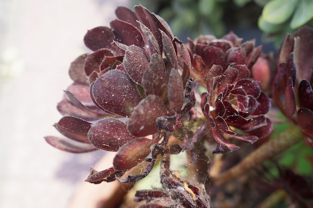 Sempervivum. Planta suculenta roja