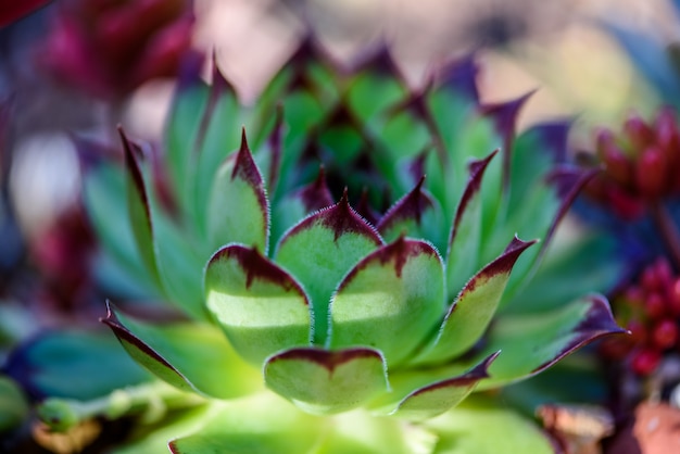 Sempervivum tectorum de cerca