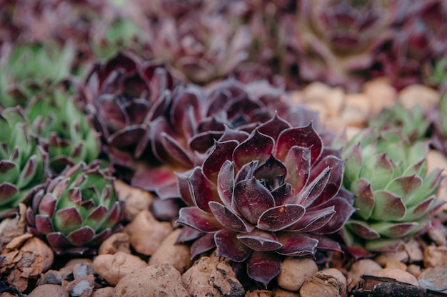 Sempervivum tectorum, Common Houseleek, - planta perene que cresce em vaso de flores. Sempervivum na natureza