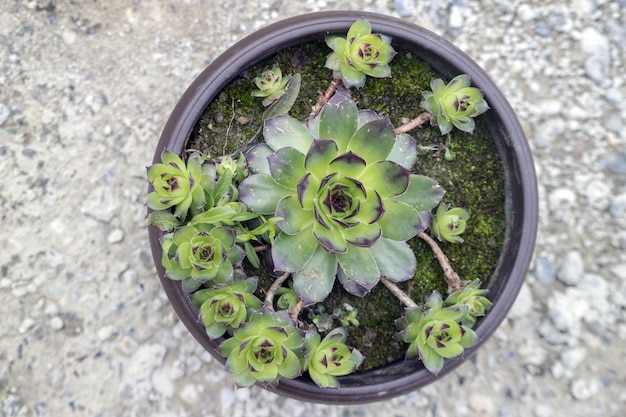 Foto sempervivum tectorum, una excelente planta de medicina herbal saludable