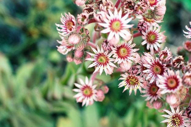 Sempervivum tectorum flores rosadas contra hojas verdes