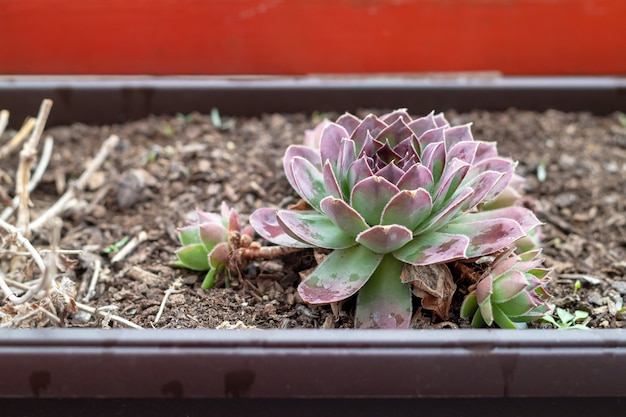 Foto sempervivum tectorum, houseleek comum.