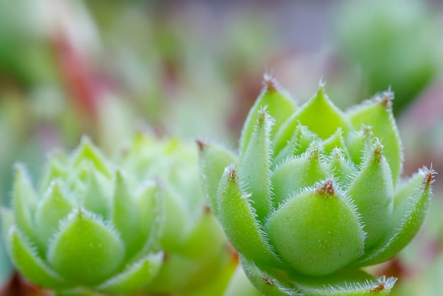 Sempervivum tectorum planta de cerca