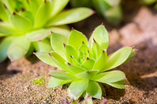 Sempervivum verde joven closeup longevidad hierba o houseleek